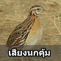 gameIcon